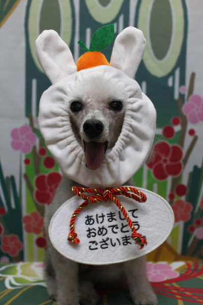 千葉県船橋市のトイプードルのトリミング画像