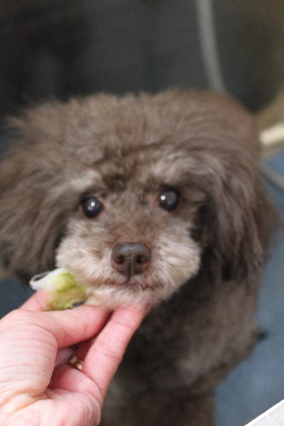 千葉県柏市のトイプードルの歯磨き画像