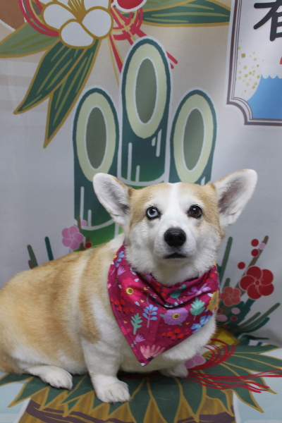 千葉県船橋市のコーギーのトリミング画像