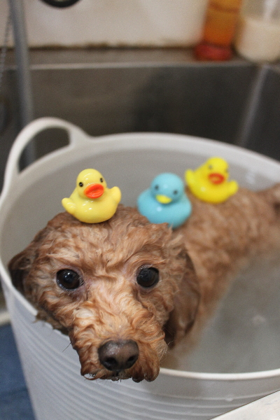 千葉県船橋市のトイプードルの炭酸泉画像