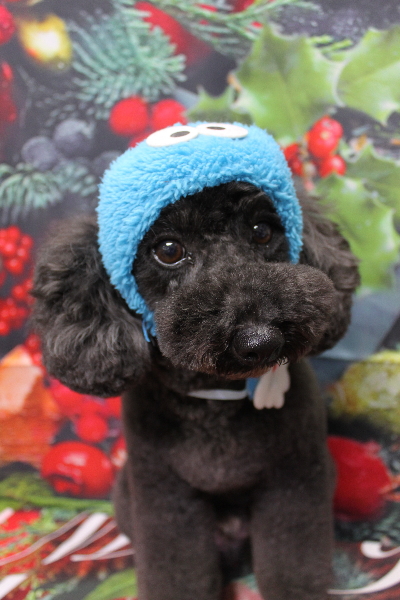 千葉県鎌ヶ谷市のトイプードルのトリミング画像