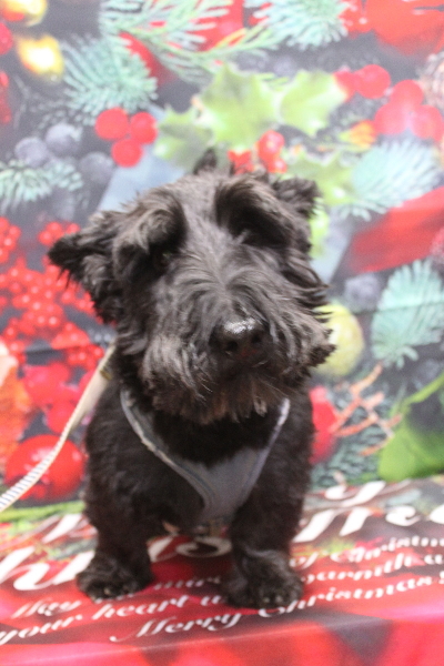 千葉県鎌ケ谷市スコティッシュテリアのトリミング前画像