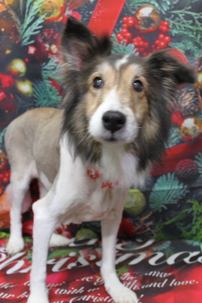 千葉県船橋市のシェルティーのトリミング画像