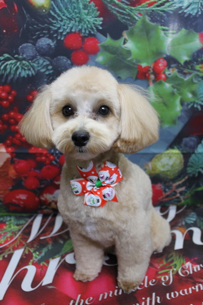 千葉県鎌ケ谷市のミックス犬のトリミング画像