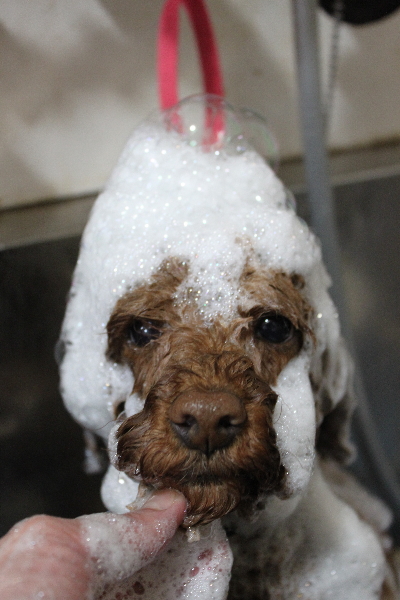 千葉県鎌ケ谷市トイプードルのシャンプー画像