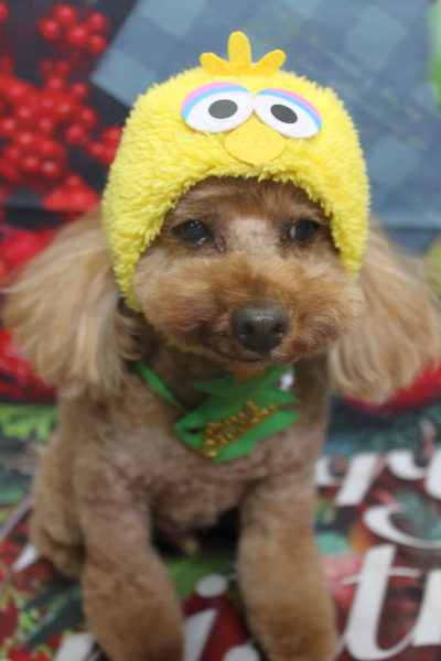 千葉県船橋市のトイプードルのトリミング画像