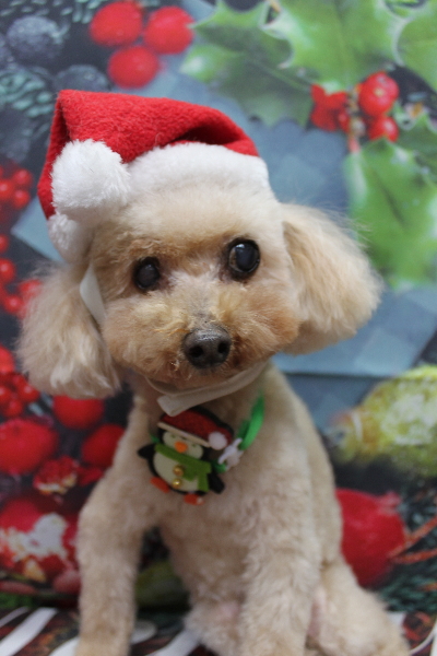 千葉県船橋市のトイプードルのトリミング画像