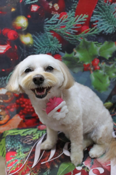 千葉県鎌ケ谷市のミックス犬のトリミング画像