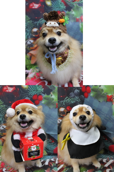 千葉県船橋市ポメラニアンのトリミング画像