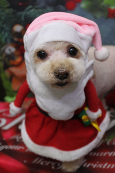 千葉県鎌ケ谷市のミックス犬のトリミング画像