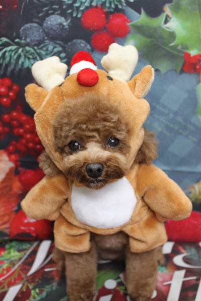 千葉県鎌ケ谷市トイプードルのトリミング画像