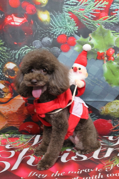 千葉県千葉市のトイプードルのトリミング画像