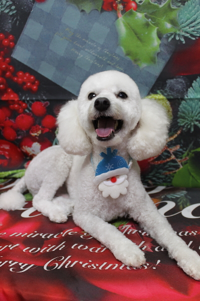 千葉県船橋市のトイプードルのトリミング画像