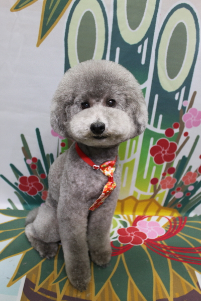 千葉県船橋市のトイプードルのトリミング画像