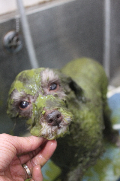 千葉県柏市のトイプードルのハーブパック画像