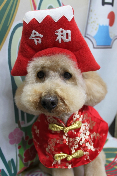 千葉県船橋市のトイプードルのトリミング画像