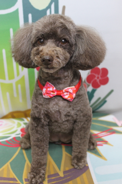 千葉県市川市のトイプードルのトリミング画像