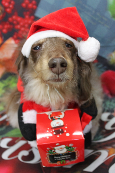 千葉県松戸市のミニチュアダックスのトリミング画像