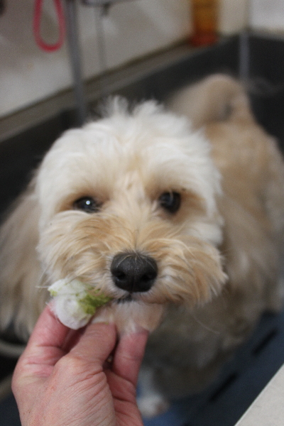 千葉県鎌ヶ谷市のミックス犬の歯磨き画像