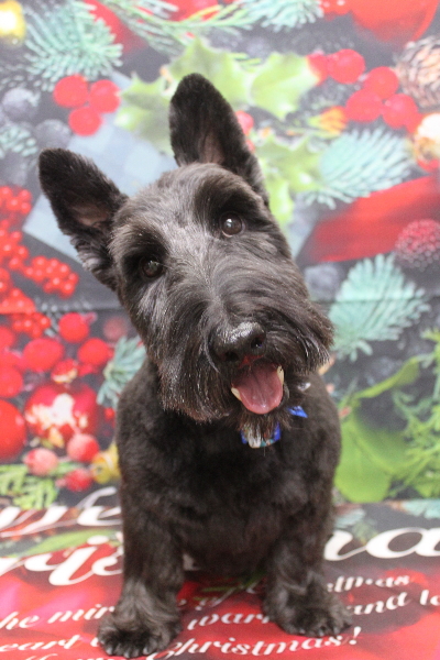 千葉県鎌ケ谷市スコティッシュテリアのトリミング画像