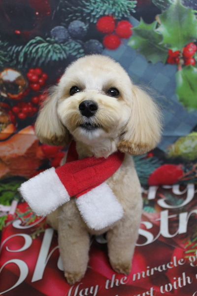 千葉県鎌ケ谷市のミックス犬のトリミング画像