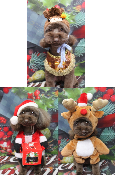 千葉県市川市のトイプードルのトリミング画像