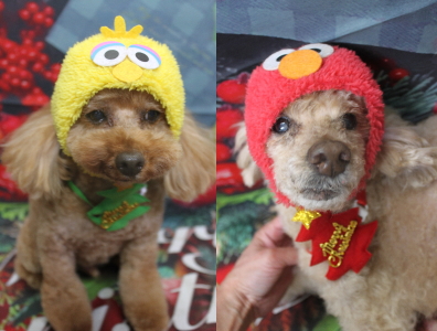 千葉県船橋市のトイプードルのトリミング画像