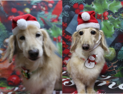 千葉県鎌ケ谷市のミニチュアダックスのトリミング画像