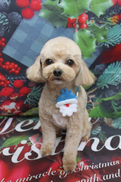 千葉県船橋市のミックス犬のトリミング画像