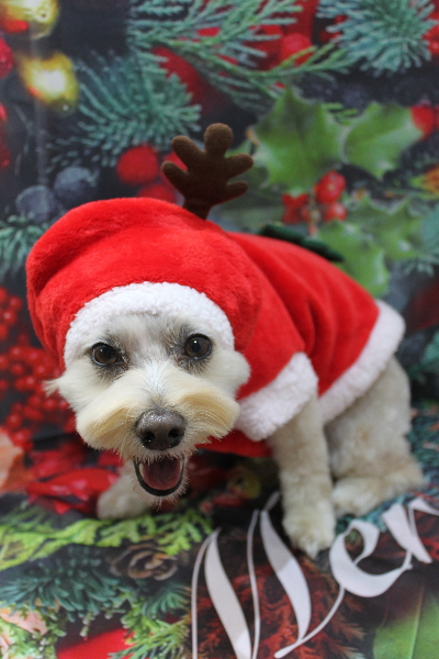 千葉県鎌ケ谷市のミックス犬のトリミング画像
