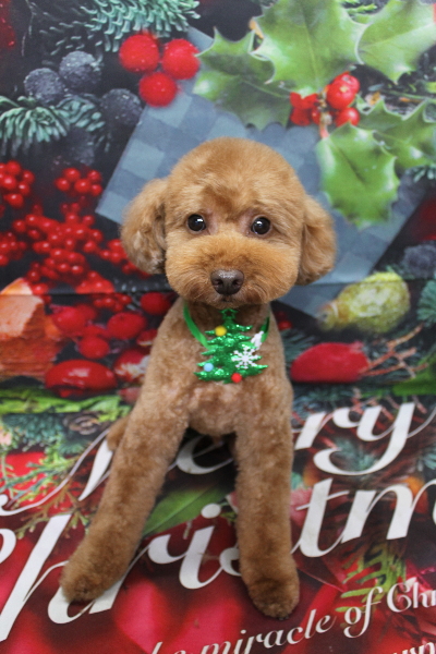 千葉県船橋市のトイプードルのトリミング画像