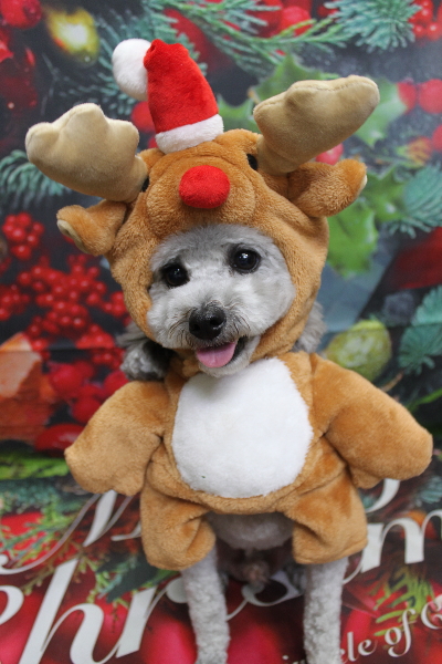 千葉県船橋市のトイプードルのトリミング画像