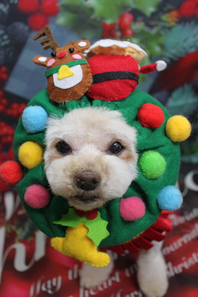 千葉県鎌ケ谷市のミックス犬のトリミング画像