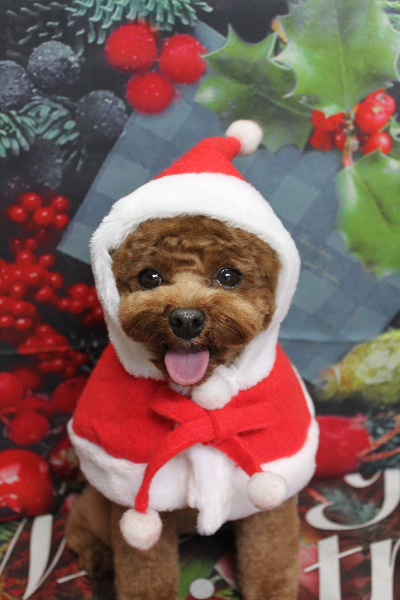 千葉県鎌ケ谷市トイプードルのトリミング画像