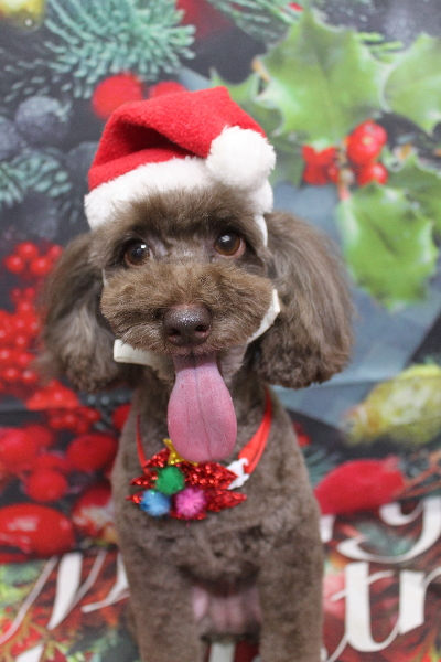 千葉県千葉市のトイプードルのトリミング画像