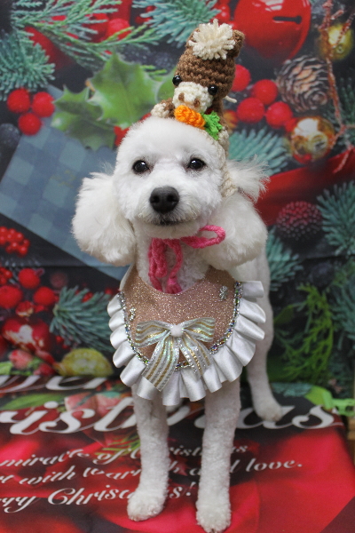 千葉県船橋市のトイプードルのトリミング画像