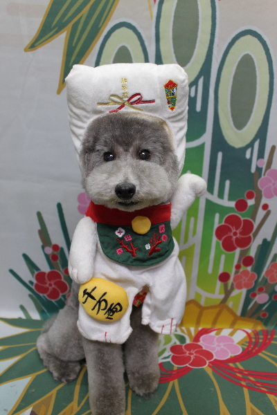 千葉県船橋市のトイプードルのトリミング画像