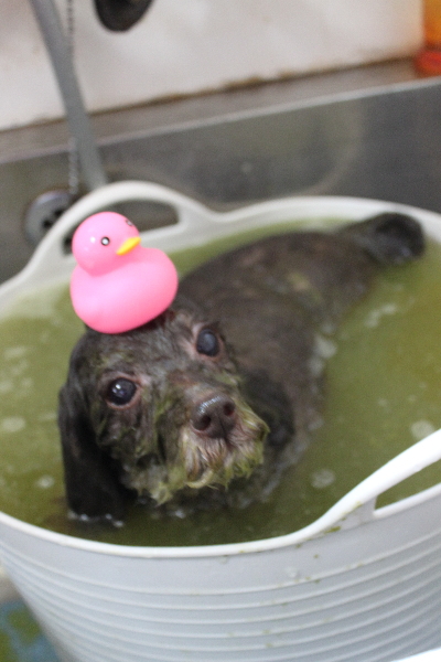 千葉県柏市のトイプードルのハーブ湯画像
