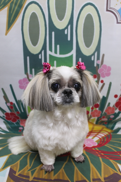 千葉県鎌ケ谷市のシーズーのトリミング画像