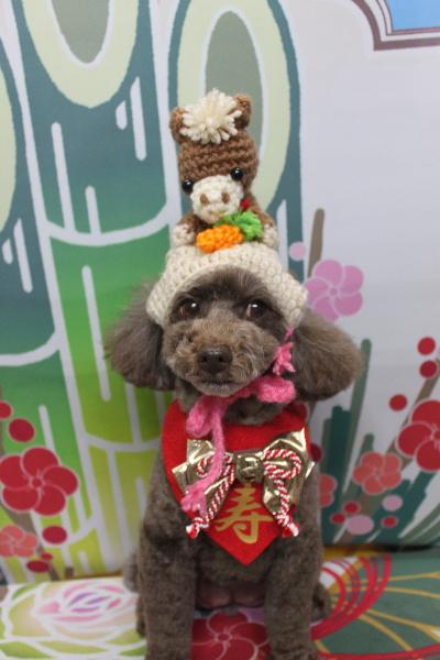 千葉県市川市のトイプードルのトリミング画像