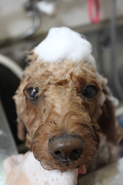 千葉県船橋市のトイプードルのシャンプー画像