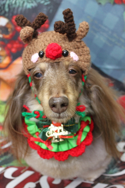 千葉県松戸市のミニチュアダックスのトリミング画像