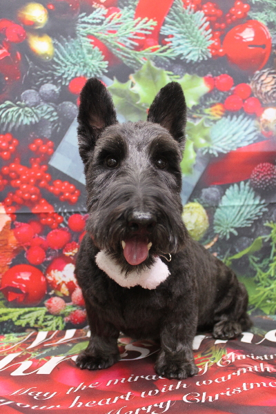 千葉県鎌ケ谷市スコティッシュテリアのトリミング画像