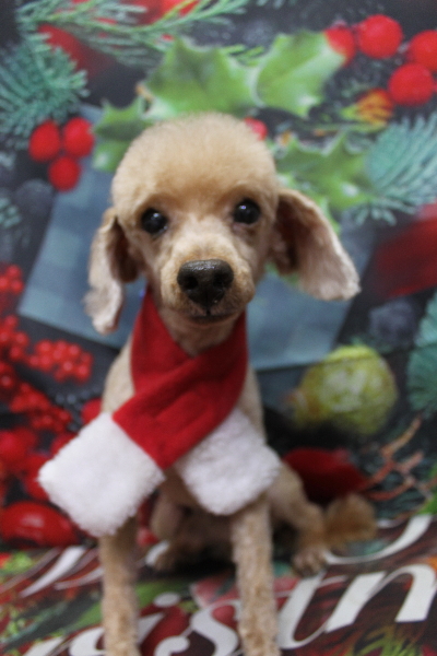 千葉県船橋市のトイプードルのトリミング画像