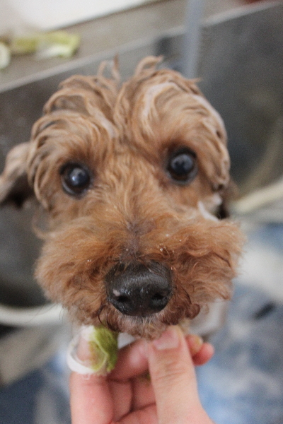 千葉県船橋市のトイプードルの歯磨き画像