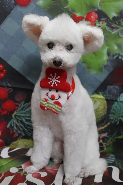 千葉県習志野市のトイプードルのトリミング画像