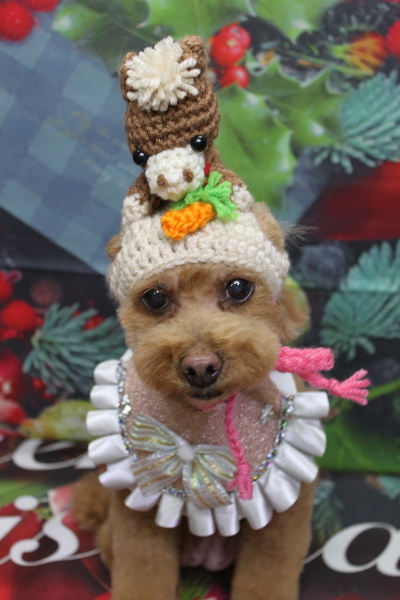 千葉県船橋市のトイプードルのトリミング画像