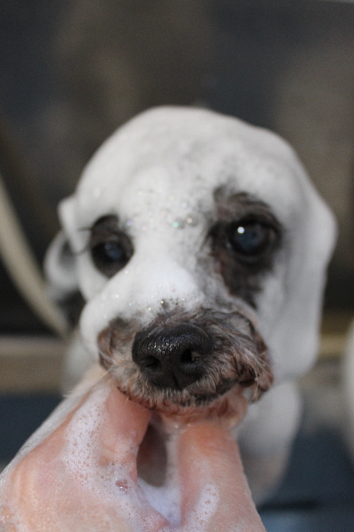 千葉県船橋市のトイプードルのシャンプー画像