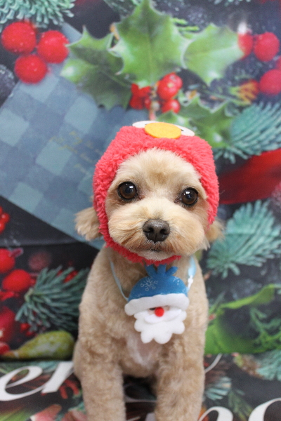 千葉県船橋市のミックス犬のトリミング画像