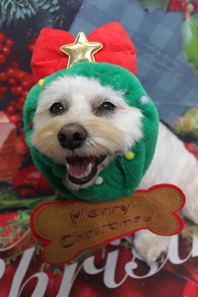 千葉県鎌ケ谷市のミックス犬のトリミング画像